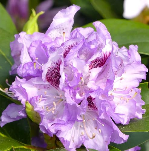 Rhododendron Hybride Blue Peter lavendelblau 40-60 cm