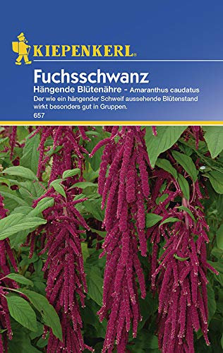 Kiepenkerl 657 Fuchsschwanz Hängende Blütennähre (Fuchsschwanzsamen)