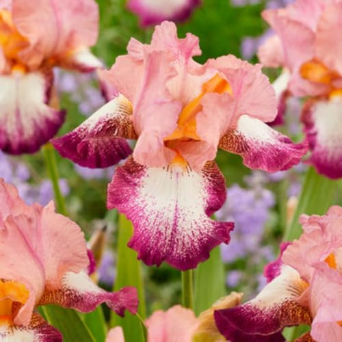 Ha Un Aspetto Unico E Bellissimo Le Iris Sono Perfette Per Il Giardinaggio Lampadine Dell'Iride L'Iride è Adattabile Le, Iris Hanno Bisogno Di Molta Luce Solare Iris -8bulbi-B