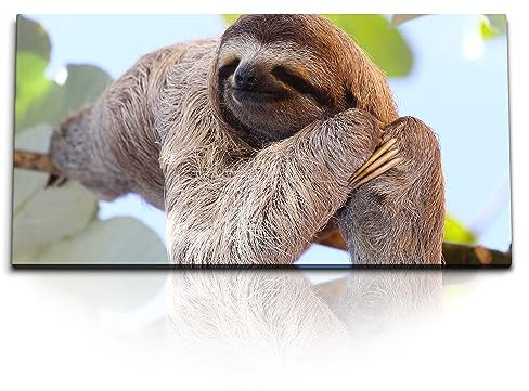 Paul Sinus Wandbild 120x60cm Faultier – Entspannte Ruhe und Gelassenheit. Faultier in einer gemütlichen Position. Entspannung für Ihr Zuhause.