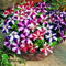 100 ESTRELLA MIX PETUNIA colores mezclados semillas de la petunia Violacea rojo de la flor azul púrpura