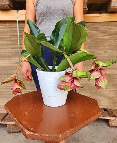 POWERS TO FLOWERS - MEDINILLA MAGNIFICA COMPATTA IN VASO CERAMICA BIANCO, ALTEZZA 35cm, pianta vera