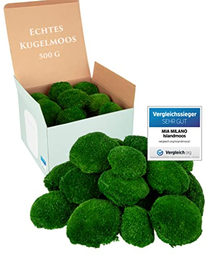 Kugelmoos naturgrün konserviert | 500g Echtes Bollenmoos für Moosbilder | Haltbares Moos zum Basteln | Wetterfestes naturgrünes Islandmoos