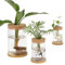 Chewtoyo Lot de 3 vases hydroponiques en verre avec plateau en bambou et couvercles en liège, décoration pour bureau et maison