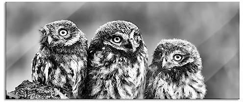 Pixxprint Glasbild Panorama, Wandbild aus Echtglas, Drei Eulen auf Ast, 120x50 cm, inkl. Aufhängung und Abstandshalter