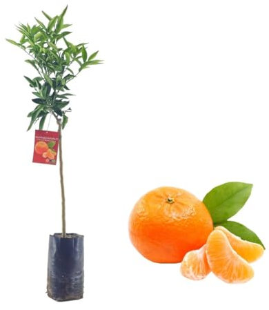 Pianta di Mandarino - Citrus Reticulata - H100cm inclusa Fitocella
