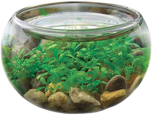 Mini plantes aquatiques – Créez votre propre kit de démarrage Aquasacape apaisant, terrariums en verre pour plantes d'intérieur avec fournitures complètes, il suffit d'ajouter de l'eau, lot de 3
