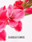 GLADIOLUS FLOWERS Photography Coffee Table Book: Gladiolus Flowers Photography Coffee Table Book for All: An Amazing Group Of Pictures For Relaxing & ... Images (8.5*11) Paperback May 27,2023 .