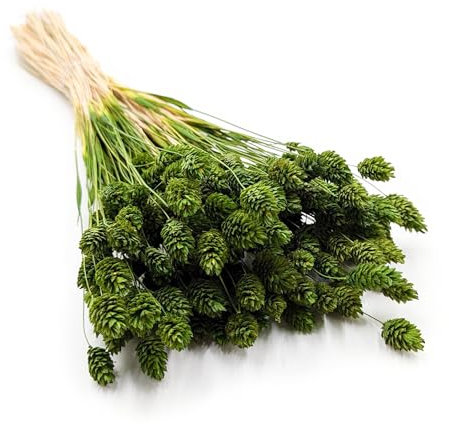 Enchanted Dekogras Getrocknetes Gras Ziergras Kanariengras Phalaris Trockenblumen Natürlich Boho Ca. 100 Stück 80 g Olivgrün