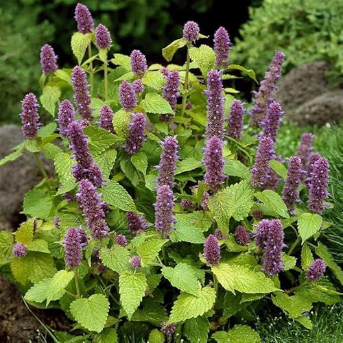 Agastache foeniculum 'Golden Jubilee' Hyssop, Anise Hyssop, Giant Hyssop, Hardy Perennial Flowers Summer Autumn Flowering Garden Plants Grow Your Own by Park Farm Plants (6 x Plug Plants)