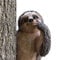 Colomix Faultier Tree Hugger Outdoor Baumschmuck Harz Garten Skulptur Ornament Tree Peeker Statue Gartenarbeit Geschenke für Einweihungsfeier Handgefertigt mit Details Langlebig & Wasserdicht