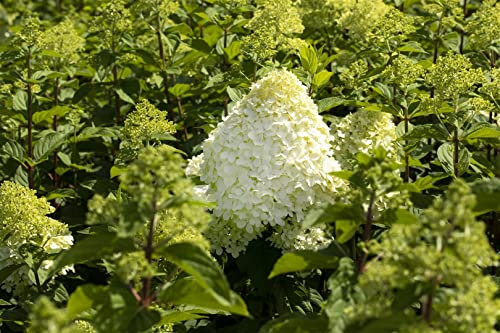 Rispenhortensie Hydrangea paniculata Grandiflora 40-60 cm winterhart