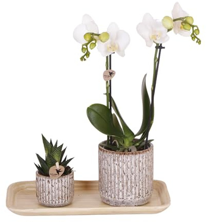 Kolibri Company - Set aus gelber roter Orchidee und Sukkulente auf Bambustablett