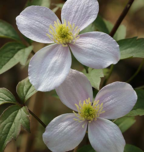 Berg Waldrebe Superba 60-80cm - Clematis montana