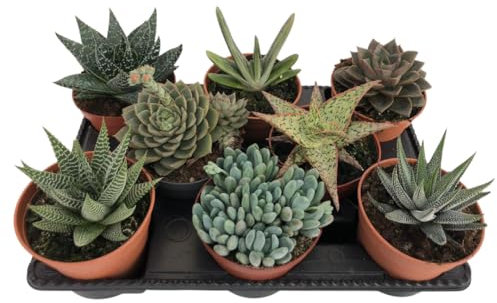 Dadaima | Pack de 8 Unidades de Suculentas Variadas de 9cm de Maceta (Variedades Aleatorias) | Planta Natural | Se Envía Envuelto para Regalo