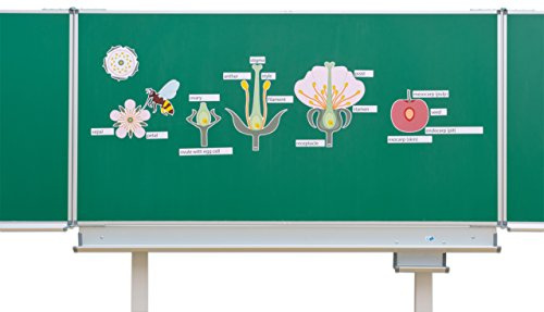 Betzold Die Kirschblüte: Von der Blüte bis zur Frucht Tafelmaterial | Biologie