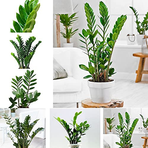 PERZOE 10 pezzi di semi di palma bonsai Zamioculcas Zamiifolia, vasi di fiori perenni fioriere per interni ed esterni