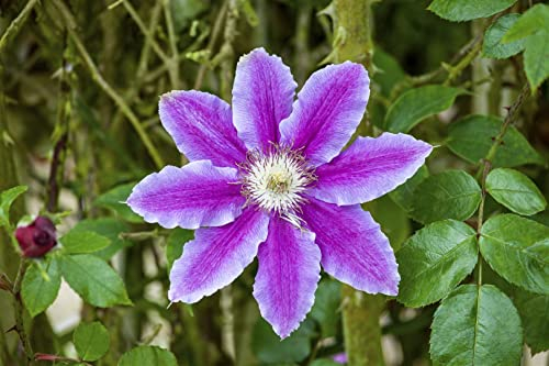 Clematis Hybride 'Babara Jackman' 60-100 cm - Waldrebe, zweifarbige Blüten, Blütezeit Mai-September, ideal für Rankgerüste, pflegeleicht und winterhart