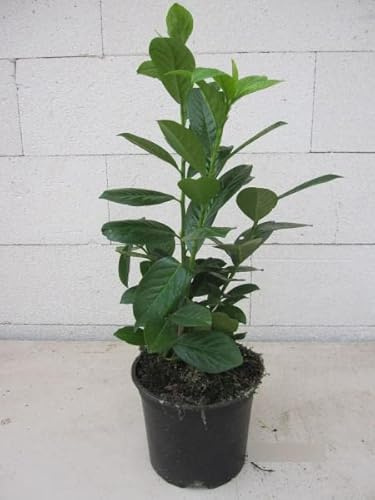 Prunus laurocerasus Novita - Kirschlorbeer Novita 40-60cm