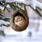 Changtai Weihnachten Acryl Tier Dekor Weihnachtsbaumschmuck 2D Anhänger Eule Waschbär Weihnachtsbaum Anhänger Weihnachtsdeko Saisonale Dekoration für Wohnzimmer Schlafzimmer gutschein Amazon