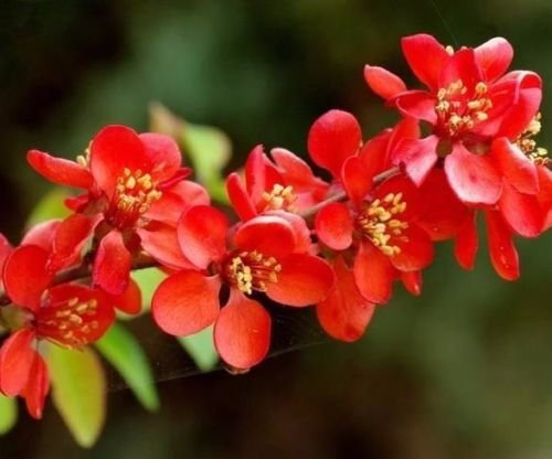 10 graines de Chaenomeles Japonica cognassier à fleurs Arbuste