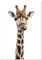 Panorama Poster Giraffe 35x50 cm - Gedruckt auf 250g-Papier - Tiere Wanbilder - Papierplakat Wohnzimmer
