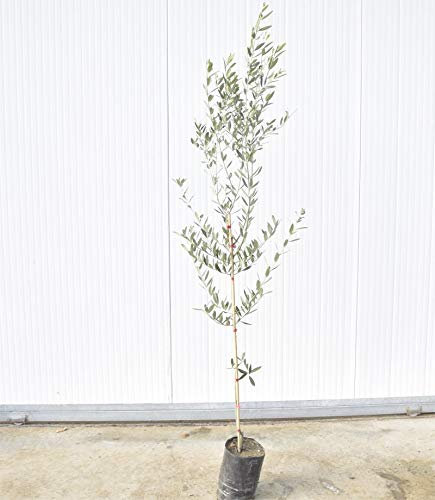 Albero Di Olivo Leccino Altezza 3 anni