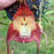 100 stücke Neue Frische Monkey Face Orchidee Blumensamen Rot