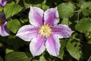 Clematis Hybride 'Piilu' Waldrebe Kletterpflanze im Topf gewachsen (100-150cm)