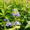 30 pcs Bartblume Winterhart Samen deko pflanzen winterharte stauden mehrjährig Caryopteris clandonensis bonsai baum pflanztöpfe pflanzen für balkonkästen winterhart geschenke für gartenliebhaber