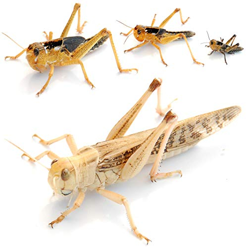 proinsects Wanderheuschrecken groß 50 STK. - Futterinsekten für Reptilien