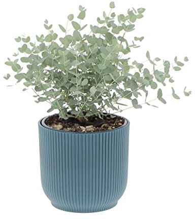KENTIS - Eucalyptus Gunnii - Pianta di Eucalipto - Piante Vere da Esterno Resistenti - Pianta da Giardino Antizanzara - H 30-40 Vaso Ø 15 cm