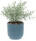 KENTIS - Eucalyptus Gunnii - Pianta di Eucalipto - Piante Vere da Esterno Resistenti - Pianta da Giardino Antizanzara - H 30-40 Vaso Ø 15 cm