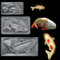 Stampi 3D a forma di pesce in plastica PP, per cioccolatini, caramelle, fondente, mousse, decorazione per torte, fai da te, artigianato artistico, zucchero (3 pezzi, trasparente)