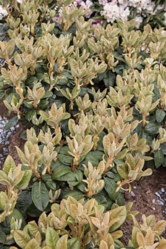 Rhododendron bureavii 90-100 cm - Rhododendron, cremeweiße Blüten, Blütezeit Mai-Juni, immergrün, ideal für schattige Standorte, winterhart
