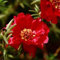 Moss Rose (Portulak) - Red- 200 Samen