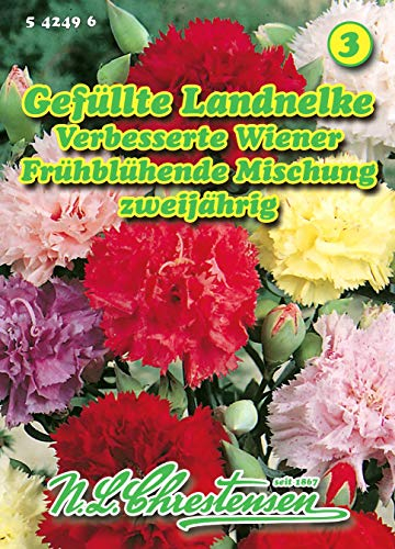Dianthus caryophyllus, Gefüllte Landnelken, Verb. Wiener N.L.Chrestensen