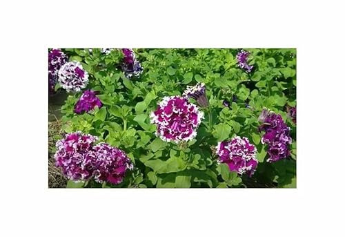 Stk - 15x Petunie F1 Purple Pirouette doppelblumig Garten Pflanzen - Samen KS109 - Seeds & Plants Shop by Ipsa