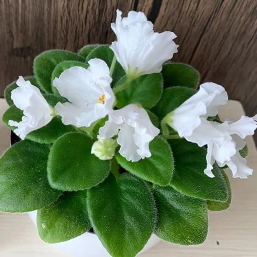 Semillas de violeta africana, semillas exóticas Comprar planta de violeta africana semillas de prado de flores Semillas de plantas de violeta africana Plantas de balcón resistentes 400pcs
