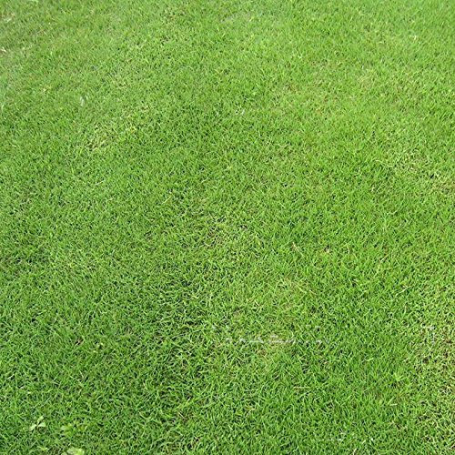Evergreen césped semillas de pasto Bermuda enanos sin levante, resistentes al pisoteo Estadio Villa bricolaje casa planta de jardín 50g / Paquete