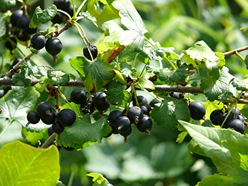 Jostabeere Ribes x nidigrolaria Beerenobst Gartenpflanze auf Stamm veredelt 90cm