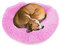 wuuhoo® Hundebett Fluffy 70cm Donut für mittelgroße Hunde - weiches Haustierbett, waschbares Hundekörbchen für Hund oder Katze, Flauschiger Hundekorb Pink