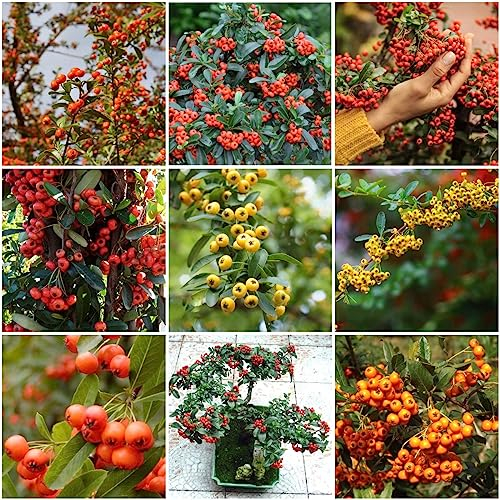 50 pcs feuerdorn samen - obstbäume winterharte kübelpflanzen,Pyracantha fortuneana,Seltene Pflanzenserie, zwergobstbäume obst frisch bio saatgut säulenobstbäume plant säulenobst bonsai