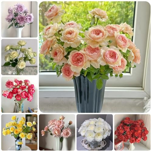 semillas de rosal - Semillas orgánicas para parterres, plantas decorativas para enredaderas. Semillas de rosal trepador resistentes semillas de pradera, plantas de sombra semillas de 100pcs