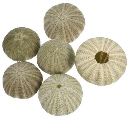 Ciieeo Seeigelschalen 6 Stück 2.36X2.36X1.38in Natürliche Seeigel Muschel Deko Zum Aufhängen Für Luftpflanzen Muschelschmuck Für DIY Bastelarbeiten Hochzeit Und Küstenstil Zuhause