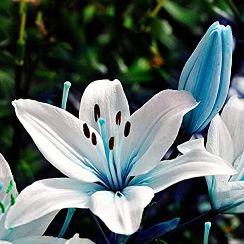 Lilien Rhizome/Trockenheitsresistent und kälteresistent/pflegeleicht/【CXXFGFT】-6 Rhizome-B