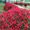 Muy popular Natural Photinia fraseri Semillas 50pcs, Semillas de la familia de las rosáceas Fraser Photinia árbol, planta ornamental Red Robin Semillas