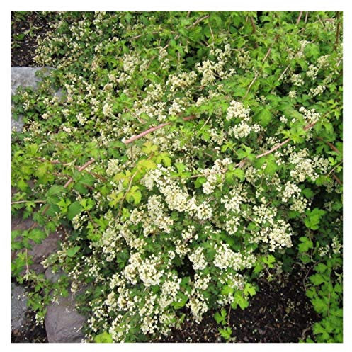 Stauden Gänge 50 x Stephanandra incisa 'Crispa' (Gehölz/Heckenpflanze/Winterhart/Mehrjährig/Bodendecker) Niedrige Kranzspiere - Zierstrauch für Bewegung und Struktur - Top für Hangbepflanzung