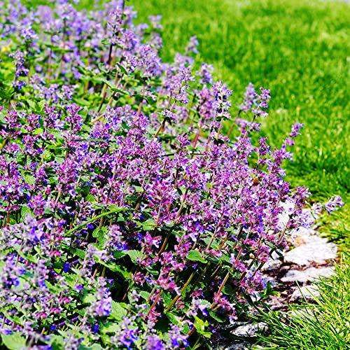 Semi Di Erba Gatta Perenne, Nepeta Cataria, Erba Gatta Piante Da Interno Requisiti Di Scarsa Luminosità Giardino Interno Piante Da Balcone Hardy Ingarden Vasi Per Piante Piante 500 Pezzi