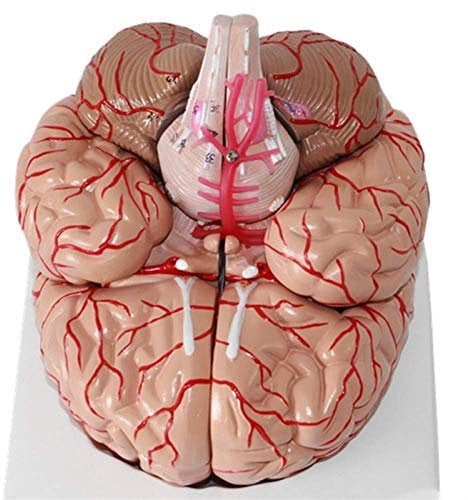 CASEGO Esmyaqk Medizinische Modelle, Anatomisches Modell des menschlichen Gehirns, abnehmbares Anatomiemodell des menschlichen Kopfes, lebensgroßes